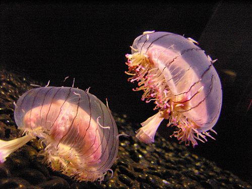 Flower hat jelly